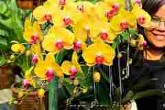 Jual-Bunga-Anggrek-Jakarta-Puspa-Dewi-Flower-4
