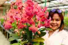 Tanaman-Anggrek-Jakarta-4