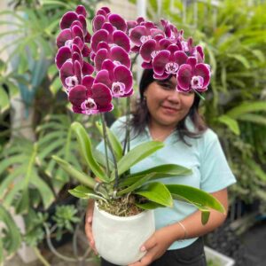 Anggrek Bulan Phalaenopsis Isi 2 Plant Pot