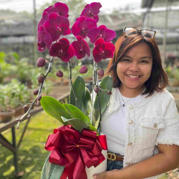 Anggrek Bulan Phalaenopsis Isi 2 Plant Pot 3