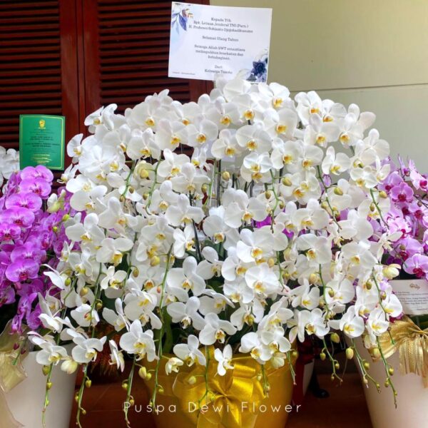 Anggrek Bulan Phalaenopsis Isi 20