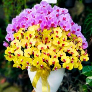 Anggrek Bulan Phalaenopsis Isi 20 Plant/Pot di Jakarta