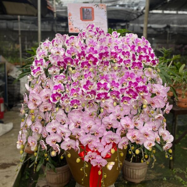 Rangkaian Anggrek Bulan Phalaenopsis Isi 25 Plant/Pot