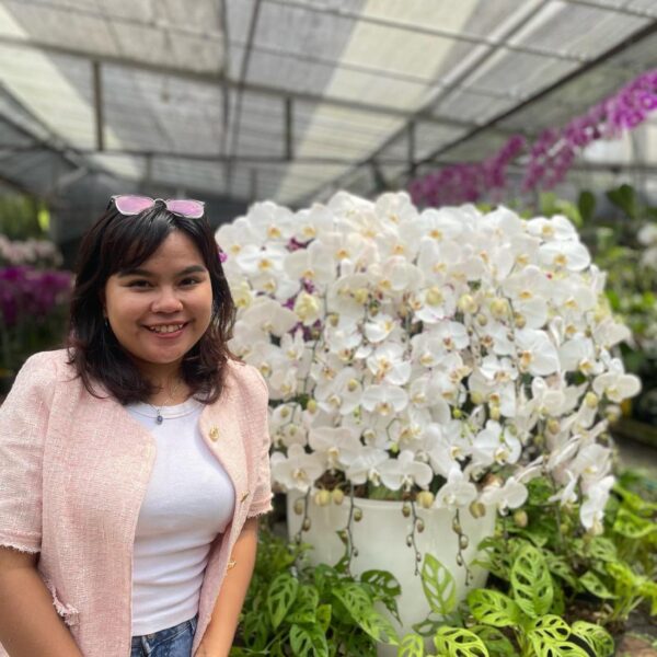 Anggrek Bulan Phalaenopsis Isi 25 Plant/Pot