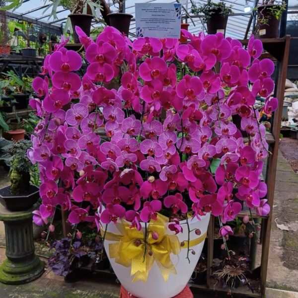 Jual Bunga Anggrek Bulan Phalaenopsis Isi 25 Plant/Pot