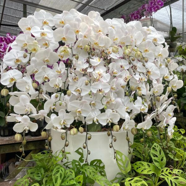 Bunga Anggrek Bulan Phalaenopsis Isi 25 Plant/Pot