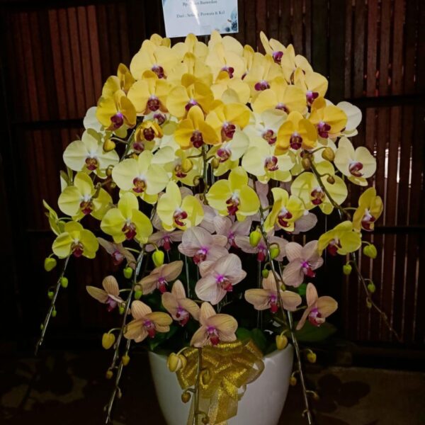 Anggrek Bulan (Phalaenopsis) Isi 10 Plant/Pot - Gambar 3
