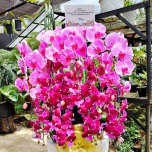 anggrek Bulan Phalaenopsis Isi 10 Plant/Pot