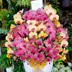 anggrek Bulan Phalaenopsis Isi 12 Plant/Pot