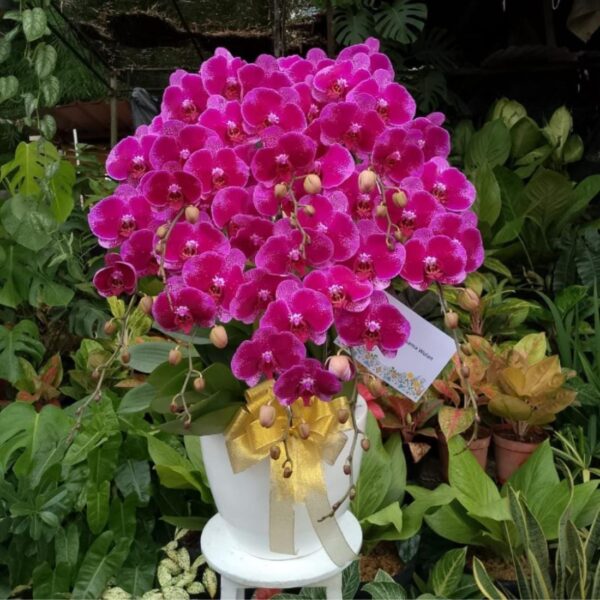 anggrek Bulan Phalaenopsis Isi 8 Plant/Pot
