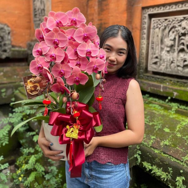 anggrek Bulan Phalaenopsis Isi 3 Plant/Pot
