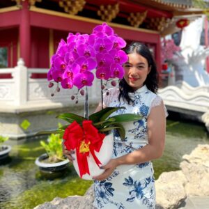 anggrek Bulan Phalaenopsis Isi 3 Plant/Pot
