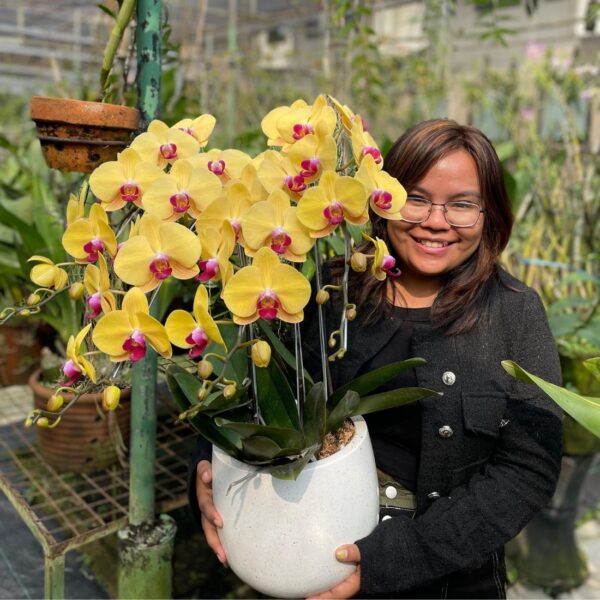 anggrek Bulan Phalaenopsis Isi 4 Plant/Pot