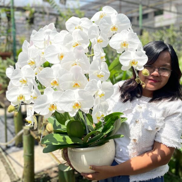 anggrek Bulan Phalaenopsis Isi 4 Plant/Pot