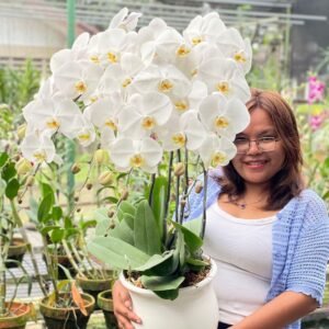 anggrek Bulan Phalaenopsis Isi 4 Plant/Pot