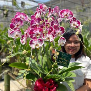 anggrek Bulan Phalaenopsis Isi 5 Plant/Pot