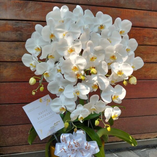 anggrek Bulan Phalaenopsis Isi 6 Plant/Pot