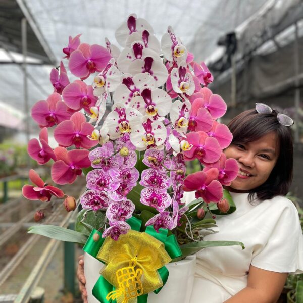 anggrek Bulan Phalaenopsis Isi 6 Plant/Pot