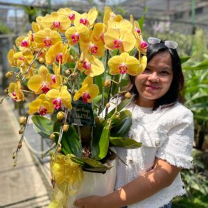 anggrek Bulan Phalaenopsis Isi 6 Plant/Pot