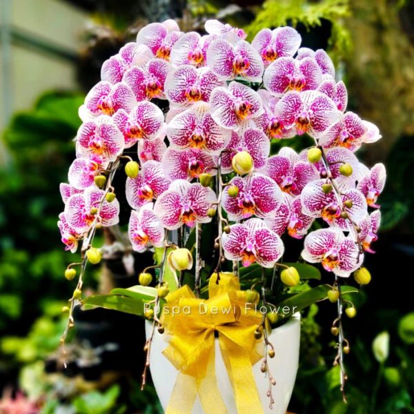 anggrek Bulan Phalaenopsis Isi 7 Plant/Pot