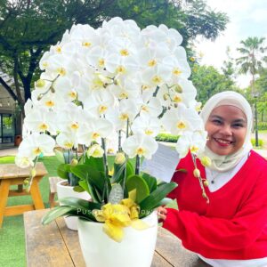 anggrek Bulan Phalaenopsis Isi 7 Plant/Pot