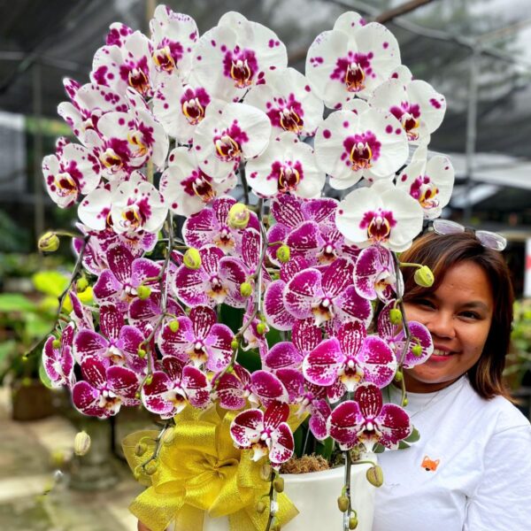anggrek Bulan Phalaenopsis Isi 8 Plant/Pot