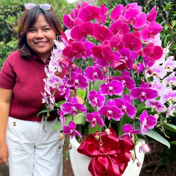 anggrek Bulan Phalaenopsis Isi 8 Plant/Pot