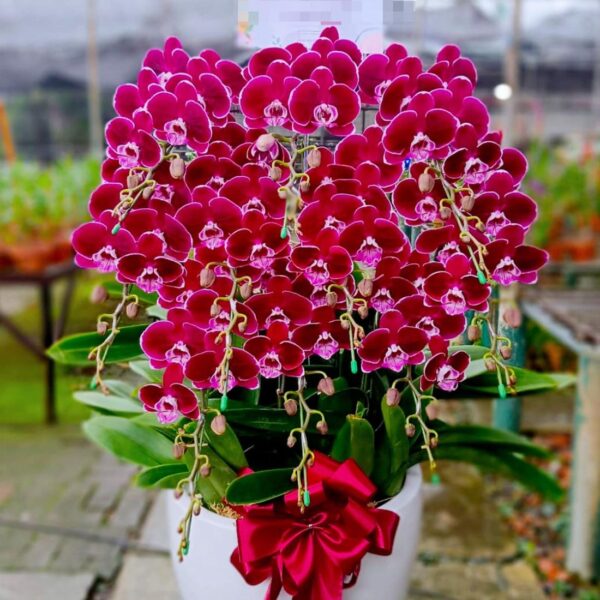 Anggrek Bulan (Phalaenopsis) Isi 9 Plant/Pot - Gambar 3