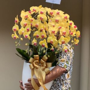 anggrek Bulan Phalaenopsis Isi 9 Plant/Pot