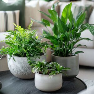 Rental tanaman lantai hias untuk dekorasi