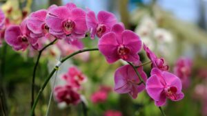 jual anggrek terdekat