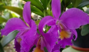 anggrek cattleya