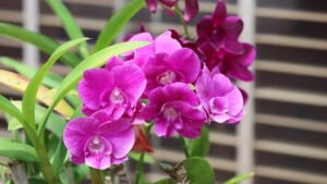Anggrek Dendrobium