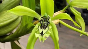 anggrek hitam kalimantan
