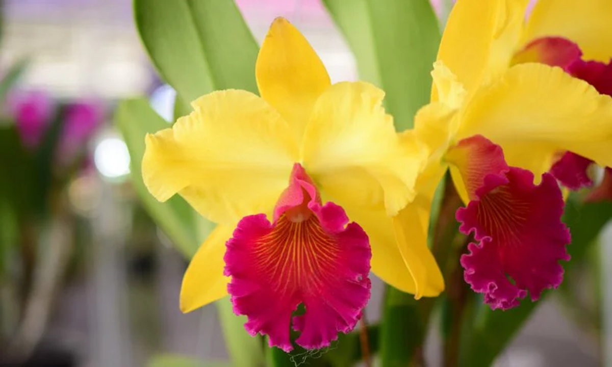 Cara Repotting Anggrek Cattleya