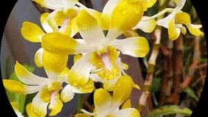 Cara Repotting Anggrek Dendrobium
