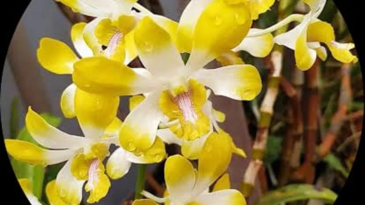 Cara Repotting Anggrek Dendrobium