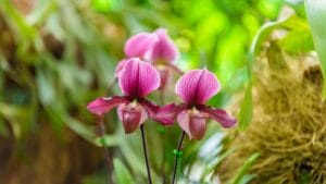 Anggrek Paphiopedilum