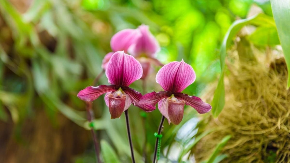 Anggrek Paphiopedilum