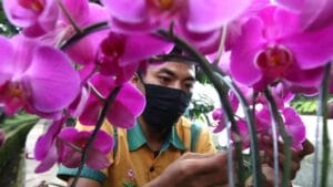 Cara Anggrek Bulan Berkembang Biak