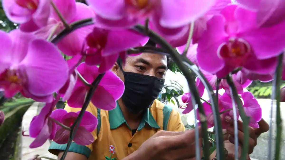 Cara Anggrek Bulan Berkembang Biak