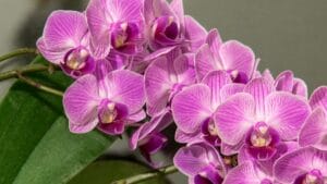 penyakit anggrek bulan