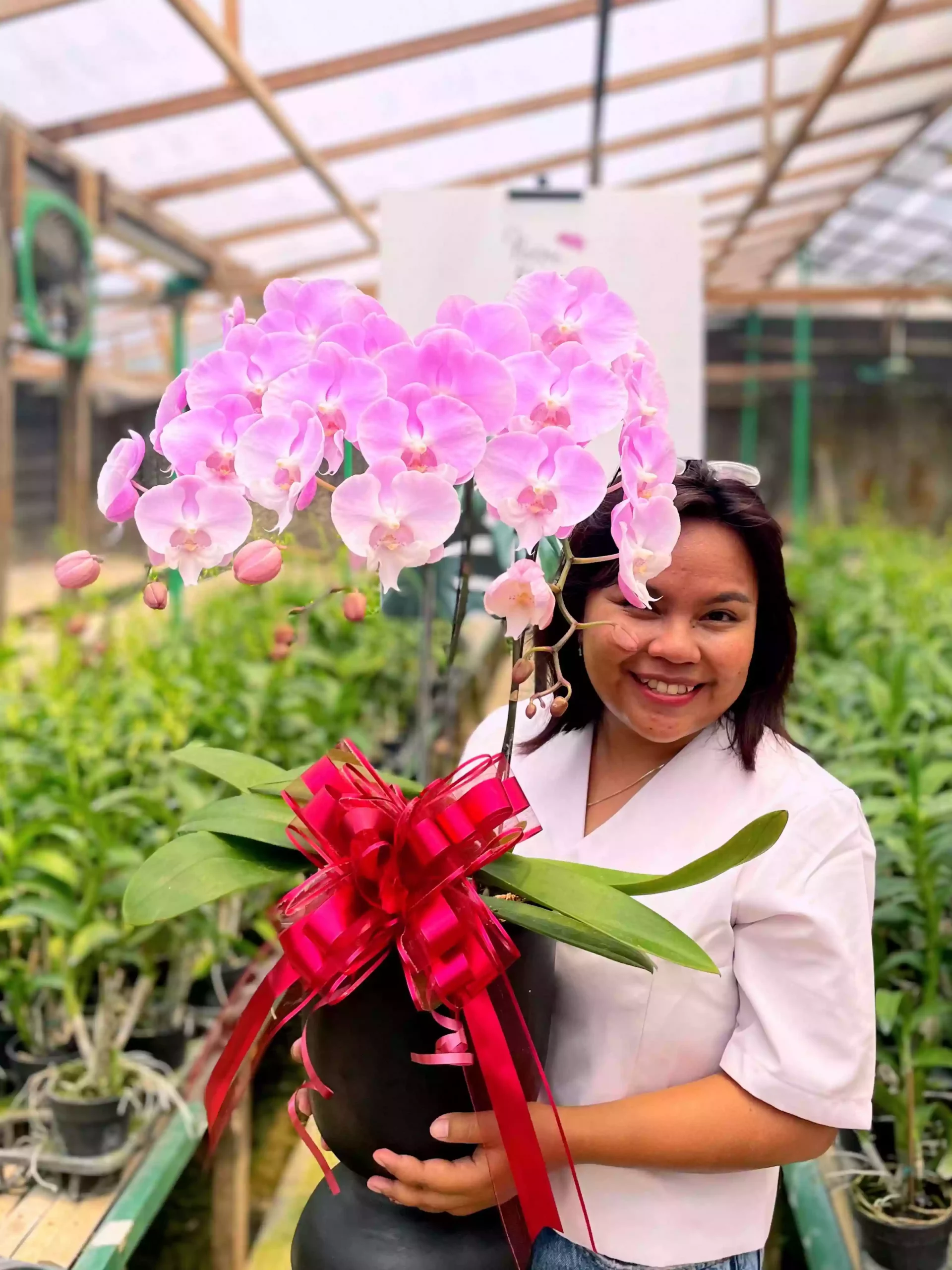 Anggrek Bulan (Phalaenopsis) Isi 3 Plant/Pot - Gambar 4