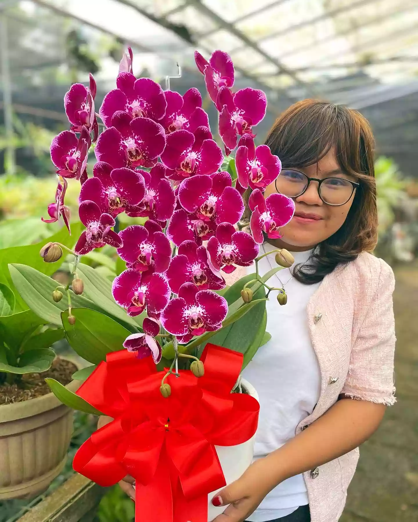 Anggrek Bulan (Phalaenopsis) Isi 3 Plant/Pot - Gambar 3