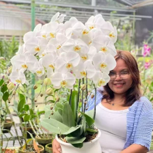 Anggrek Bulan (Phalaenopsis) Isi 4 Plant/Pot