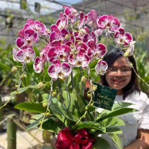 Anggrek Bulan (Phalaenopsis) Isi 5 Plant/Pot