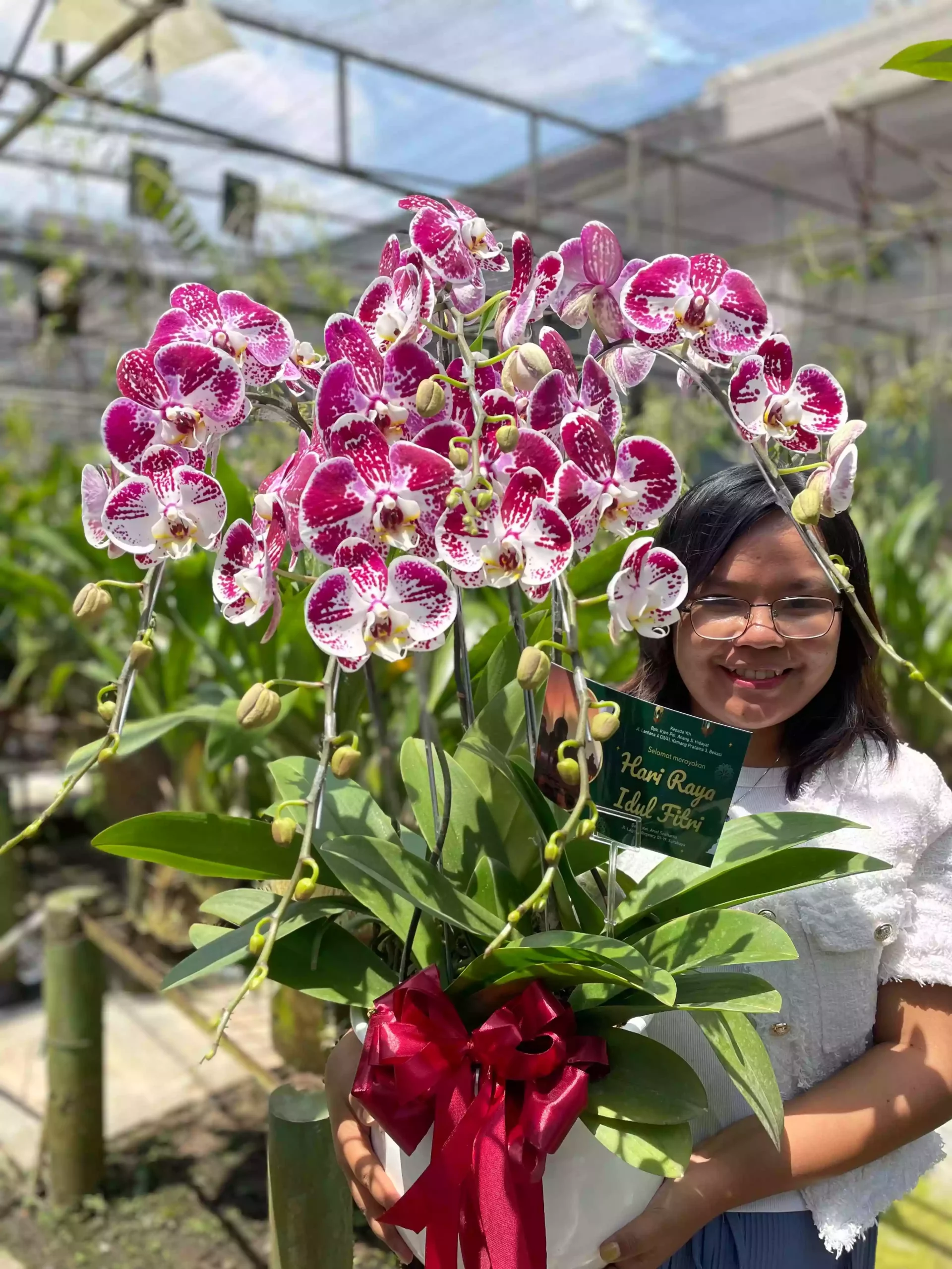 Anggrek Bulan (Phalaenopsis) Isi 5 Plant/Pot