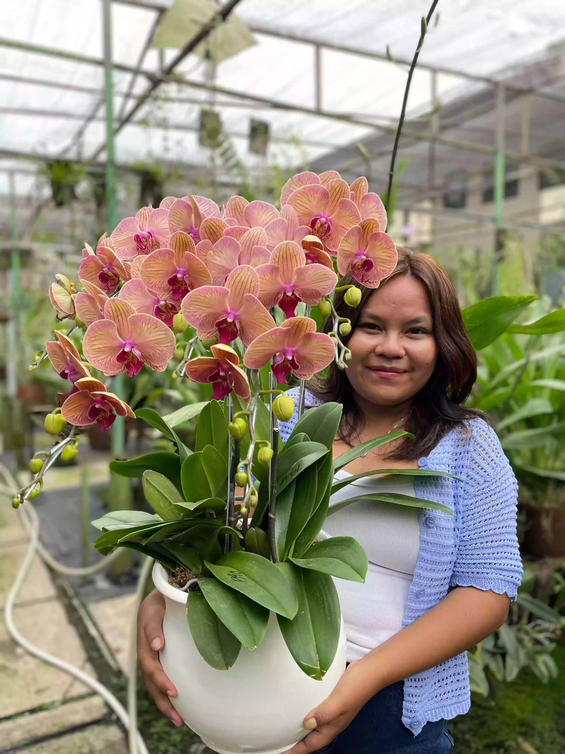 Anggrek Bulan (Phalaenopsis) Isi 5 Plant/Pot - Gambar 2