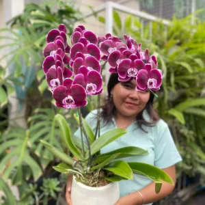 Anggrek Bulan (Phalaenopsis) Isi 2 Plant/Pot
