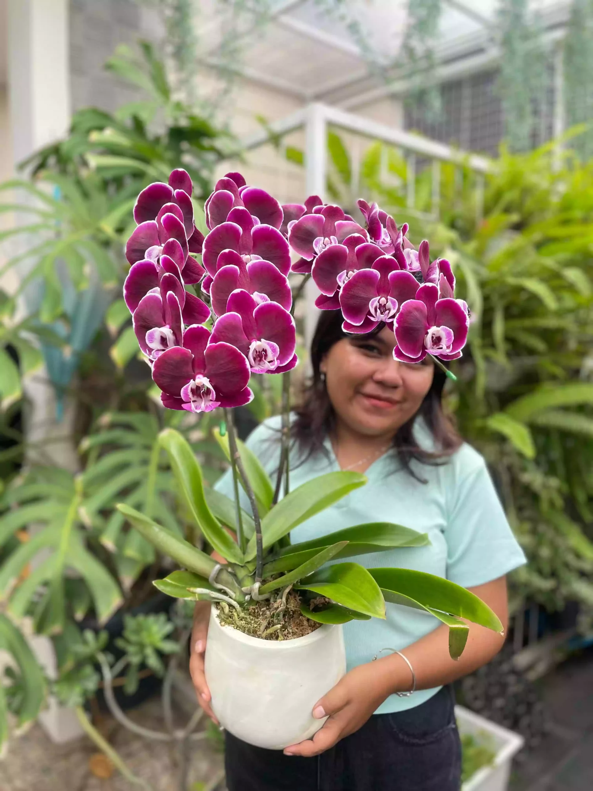 Anggrek Bulan (Phalaenopsis) Isi 2 Plant/Pot